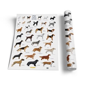 Obrazek Plansza edukacyjna - Psy SOLITON