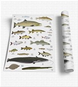 Zobacz : Plansza ed...