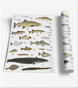 Obrazek Plansza edukacyjna - Ryby SOLITON