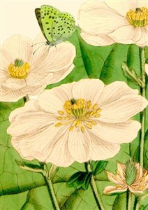 Picture of Karnet B6 z kopertą Kwiaty i motyl