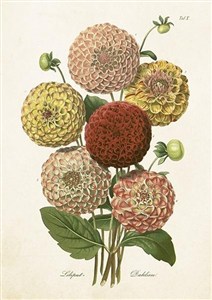 Obrazek Karnet ST418 B6 + koperta Dalia