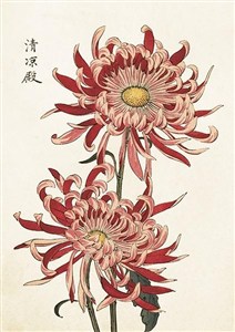 Picture of Karnet ST419 B6 + koperta Chryzantema