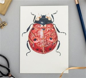 Picture of Karnet A066 B6 + koperta Biedronka