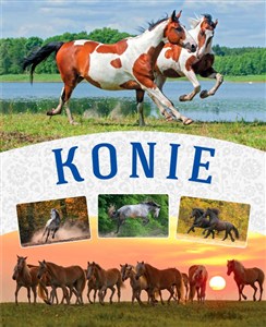 Obrazek Konie