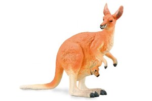 Picture of Kangur czerwony L