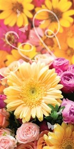 Obrazek Karnet DL Uniwersalny