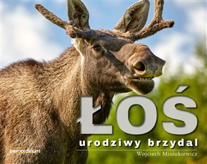 Obrazek Łoś - urodziwy brzydal