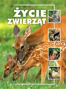 Obrazek Życie zwierząt
