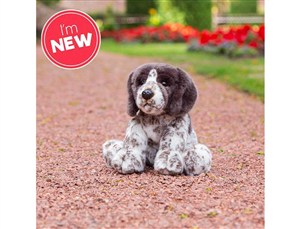 Obrazek Szczeniak Pointer