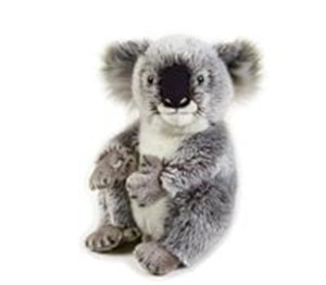 Picture of Koala
