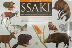 Obrazek Ssaki Plansze edukacyjne