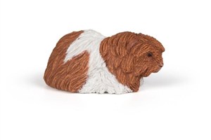 Obrazek Świnka morska