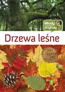 Obrazek Drzewa leśne