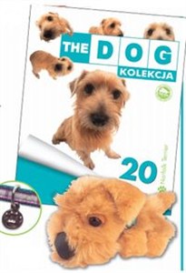 Obrazek The dog Norfolk Terier